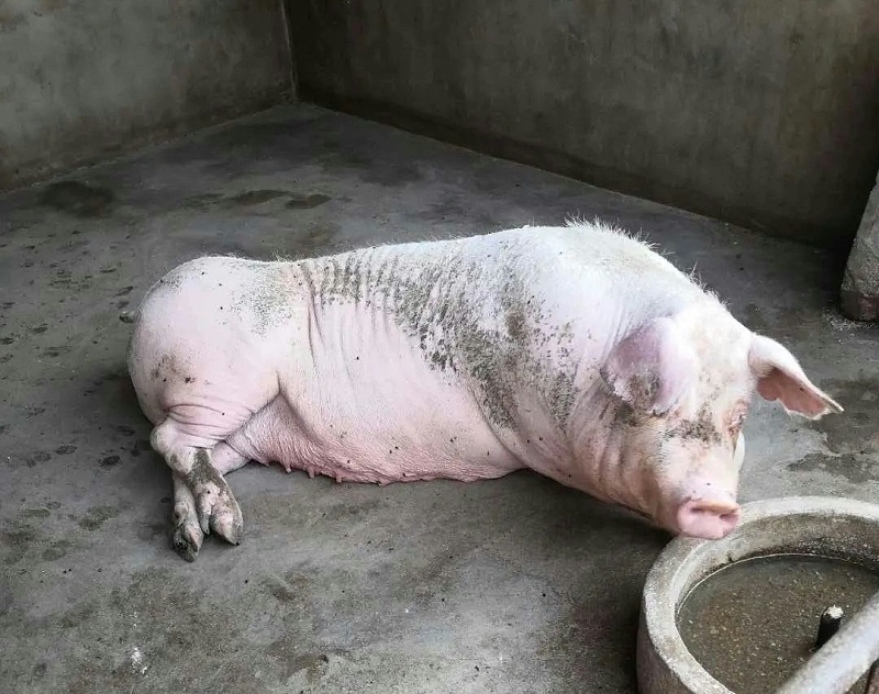 母豬亞健康