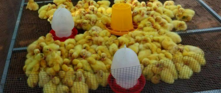 大養(yǎng)殖廠如何飼養(yǎng)1-3天小雛鵝