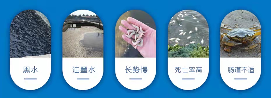 水產(chǎn)養(yǎng)殖中常見(jiàn)的問(wèn)題