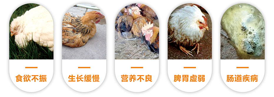 肉禽養(yǎng)殖中常見的問題